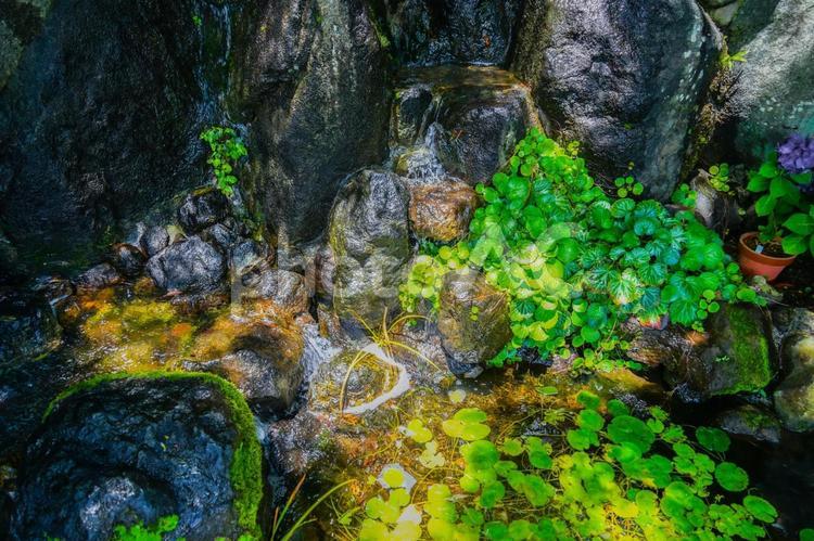 緑豊かな小川のイメージ 岩,苔,水の写真素材