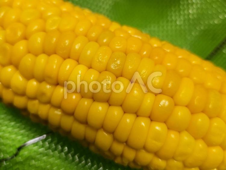 とうもろこし とうもろこし,トウモロコシ,玉蜀黍の写真素材