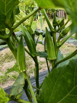 オクラ オクラ,家庭菜園,畑の写真素材