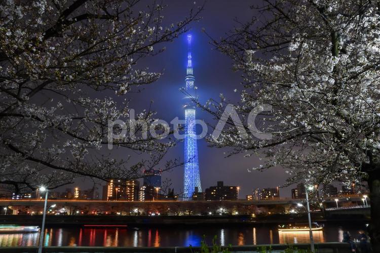 隅田川の夜桜とスカイツリー 夜桜,スカイツリー,隅田川の写真素材
