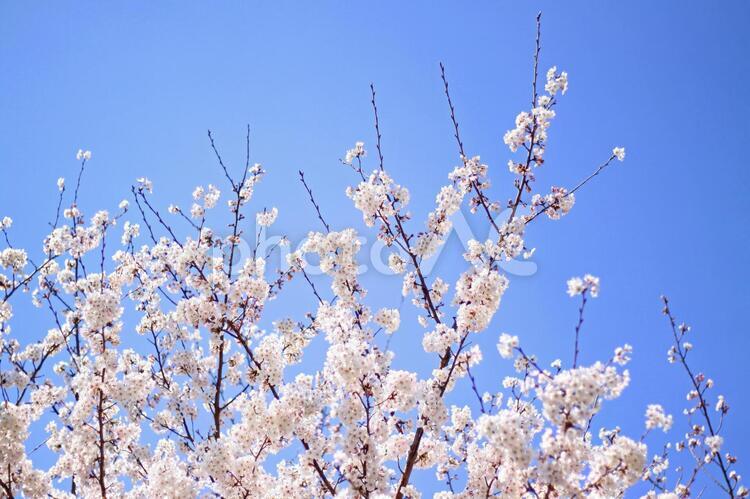 桜　春　サクラ咲く 背景,桜,春の写真素材