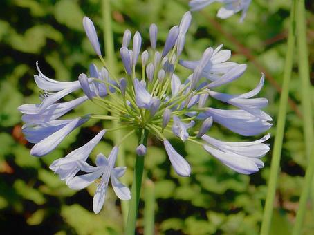 Photo, agapanthus, purple clam, blue, 