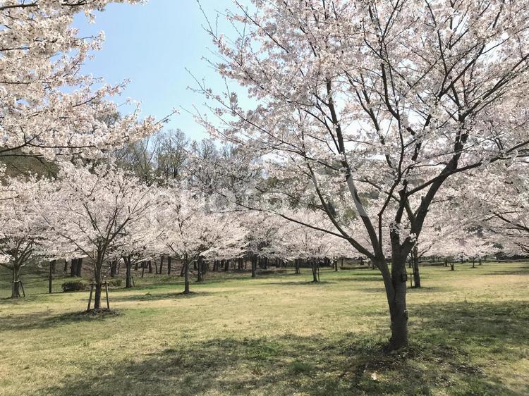 春の公園に咲くソメイヨシノ 桜,ソメイヨシノ,季節の写真素材