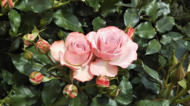 薔薇 薔薇の写真