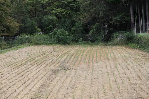 緑の樹々の中にある稲刈り後の田んぼ 緑,樹々,森の写真素材