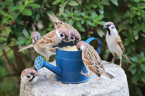 すずめ給餌 野鳥,ことり,スズメの写真素材