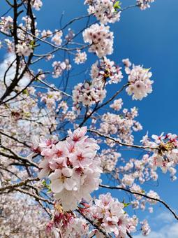 桜と空 桜,花びら,満開の写真素材