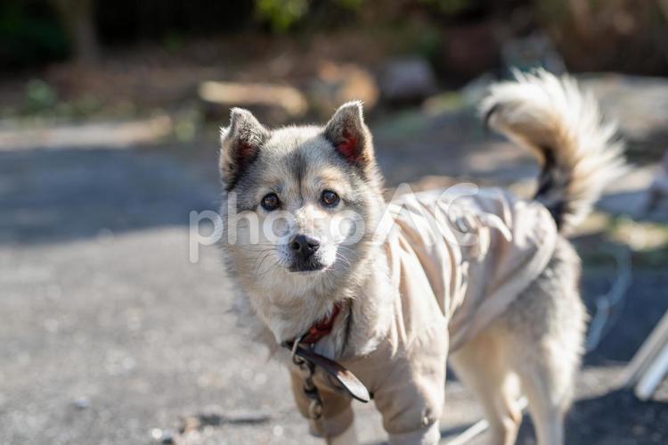 防寒服を着た犬（冬） 服,冬,犬の写真素材
