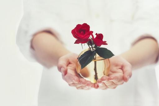 Rose flower in hand 6, JPG