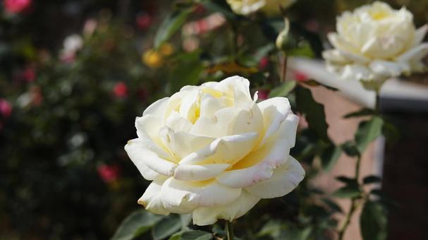 【花の写真】ばらの花 rose,植物,園芸の写真素材