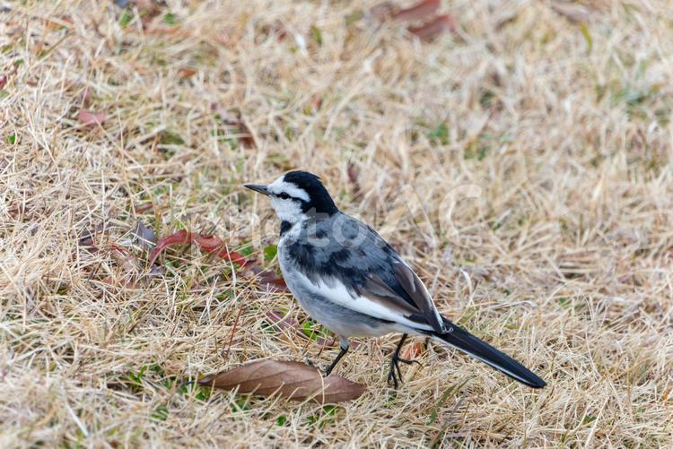 枯れ草の上に佇むセグロセキレイ セグロセキレイ,鳥,小鳥の写真素材