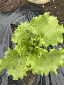 市民農園の秋のレタスの栽培 レタス,秋,食べ物の写真素材