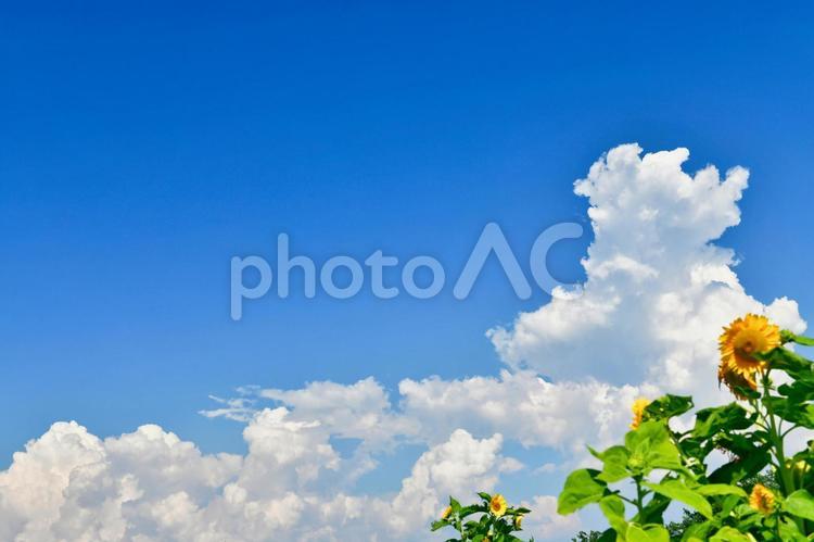 夏空とひまわり（夏のイメージ） ひまわり,積乱雲,入道雲の写真素材