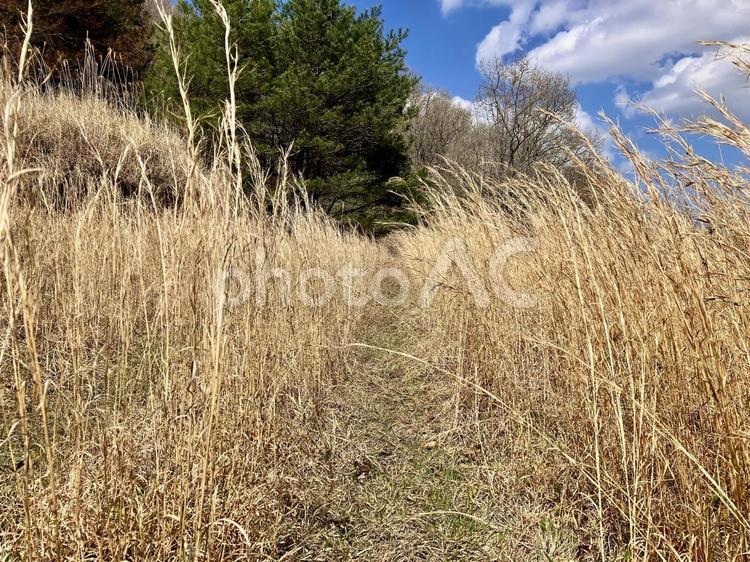 4月のススキ/小道 真っ直ぐ,空,雲の写真素材