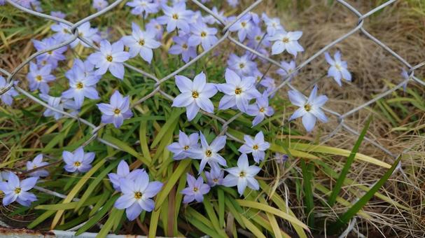 薄紫の花とフェンス 薄紫の花とフェンスの写真