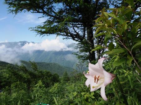山野草・ササユリ(経ヶ岳) 山野草・ササユリ(経ヶ岳) ササユリ,花,植物の写真素材