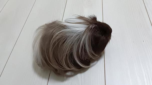 「誰か呼んでる？」長毛モルモット モルモット,ペット,動物の写真素材