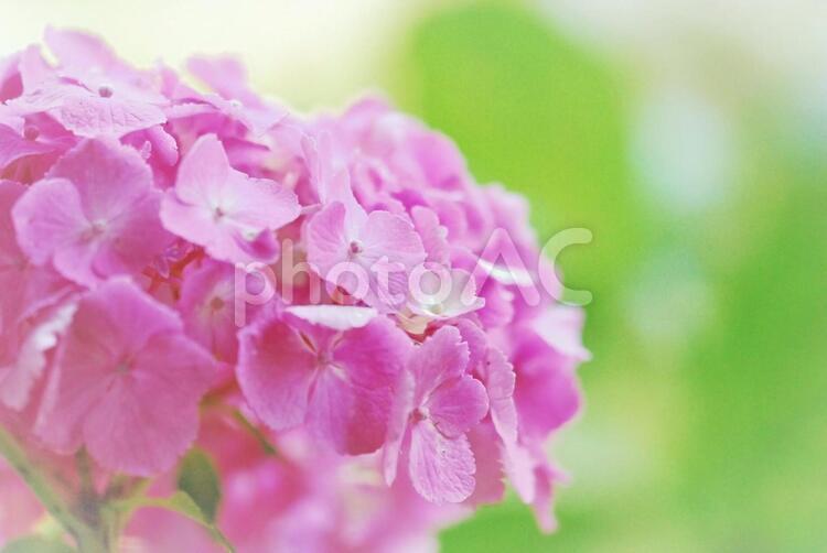 植物　アジサイ 植物,アジサイ,紫陽花の写真素材