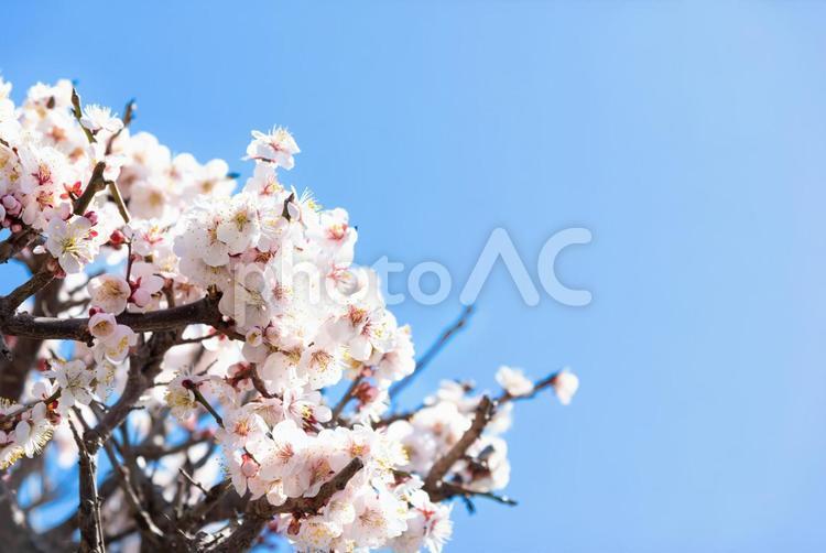 梅の花と青空のイメージ 梅の花,梅花,きれいの写真素材