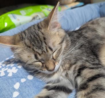 眠るキジトラの子猫の顔 眠るキジトラの子猫の顔 眠る,キジトラ,子猫の写真素材