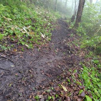 ぬかるみの登山道 ぬかるみの登山道の写真