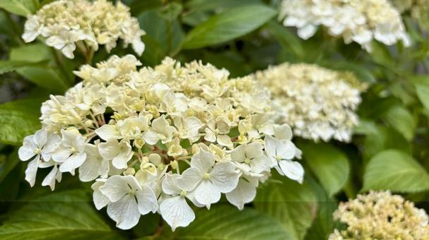 初夏に咲く白い紫陽花のクローズアップ 初夏に咲く白い紫陽花のクローズアップ 紫陽花,アジサイ,花の写真素材
