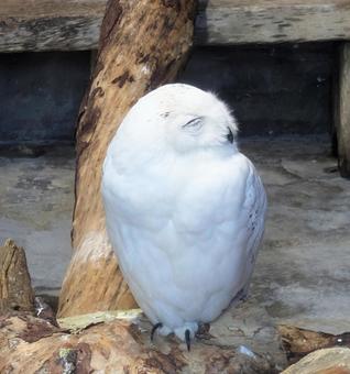 シロフクロウ シロフクロウの写真
