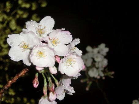 夜桜 夜桜の写真
