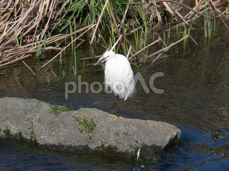 川中の岩場で片足立ち休憩するコサギ コサギ,鳥,野鳥の写真素材
