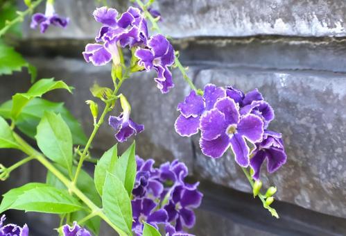 梅雨から秋に咲く庭のデュランタの花 梅雨から秋に咲く庭のデュランタの花 デュランタ,花,ガーデニングの写真素材