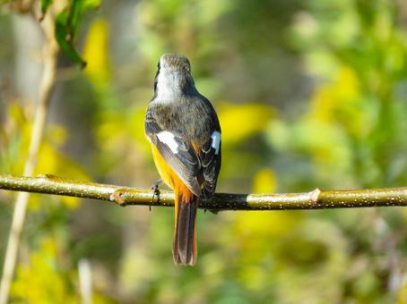 木の枝に留まるジョウビタキのオス ジョウビタキ,野鳥,動物の写真素材