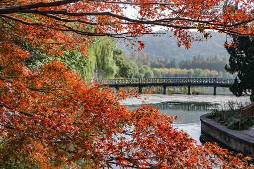 杭州・西湖 花港観魚 西湖,杭州,中国の写真素材