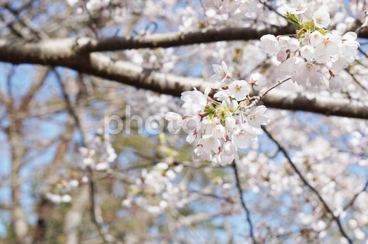 桜の枝と桜のアップ 桜,桜の花,満開の写真素材