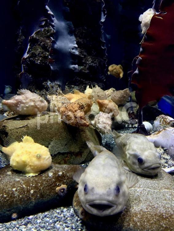 水族館の魚たち 水族館,aquarium,魚の写真素材