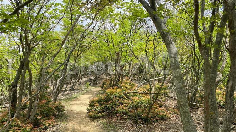 登山道（滋賀県比良山） 山,自然,登山の写真素材