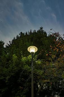 街灯 街灯,あかり,公園の写真素材