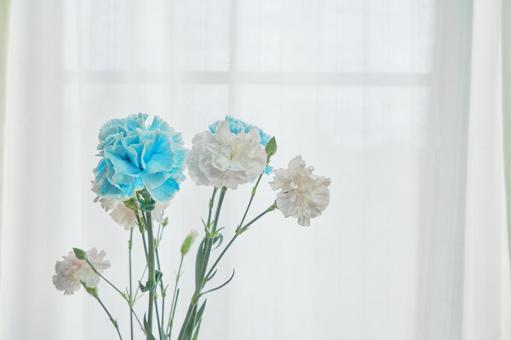 穏やかな光と綺麗なカーネーションの生花 背景,生花,花の写真素材