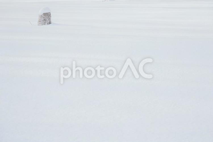雪原と木の幹 雪,木,冬の写真素材