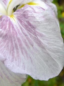 草むらに咲くハナショウブの花びらアップ 草むらに咲くハナショウブの花びらアップの写真