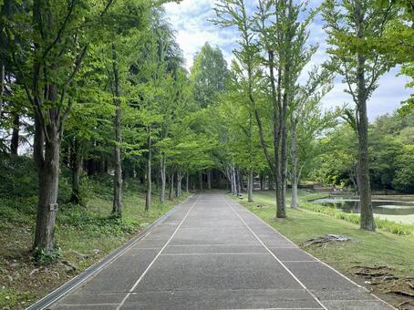 緑と空 道路,自然,風景の写真素材