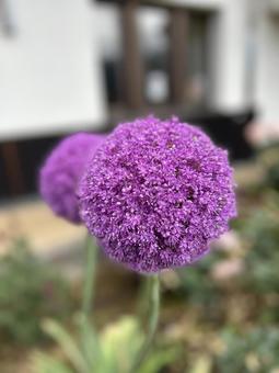 Allium higotai purple flower, JPG Allium higotai purple flower, JPG