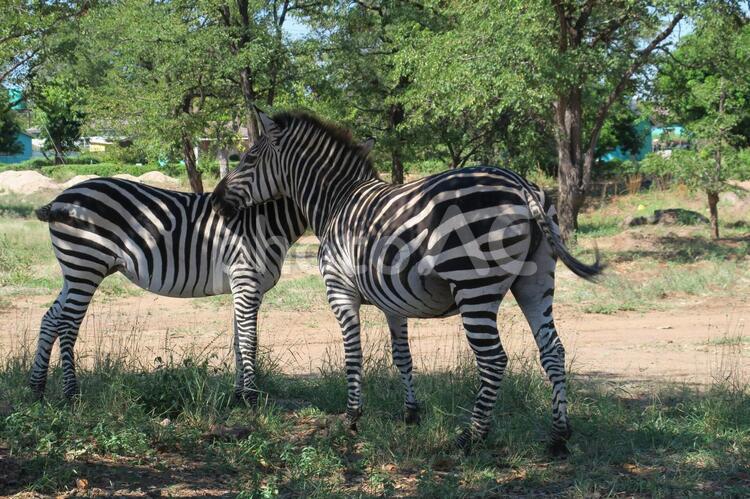 シマウマ　アフリカ シマウマ,アフリカ,サバンナの写真素材
