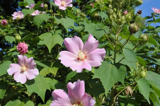 フヨウの花④の写真
