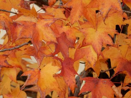 【風景写真】晩秋の風景 紅葉,葉っぱ,晩秋の写真素材