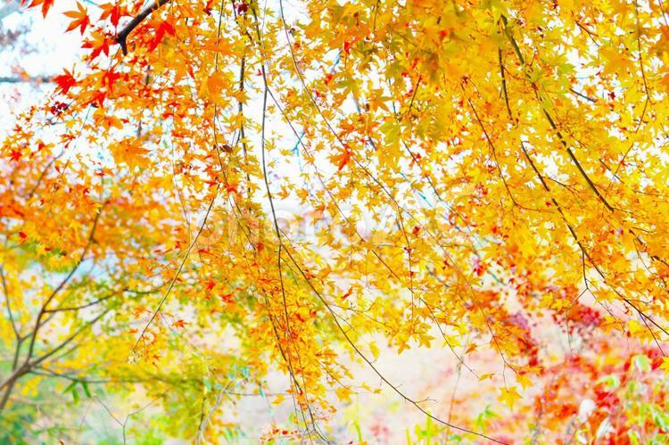 木漏れ日と紅葉 秋,紅葉,もみじの写真素材