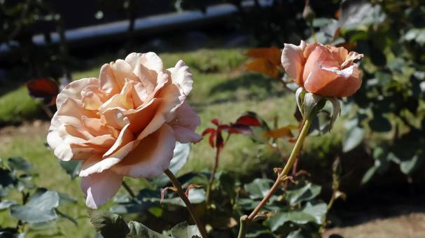 ばらの花 ばらの花の写真