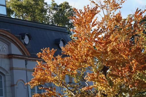 紅葉した木のある風景 紅葉,木,風景の写真素材