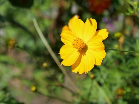 キバナコスモス コスモス,秋桜,キバナコスモスの写真素材