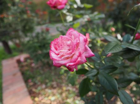 バラ園で鮮やかな薔薇を撮った写真ですの写真