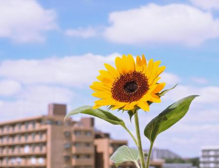 ひまわり ひまわり 夏,四季,壁紙の写真素材